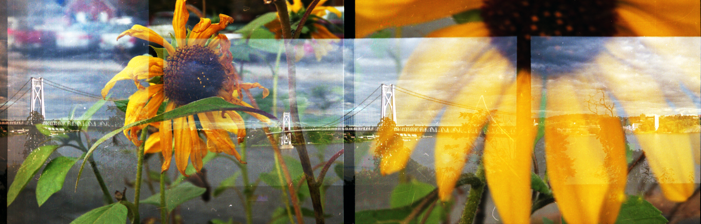 Image: Kingston sunflowers and Mid-Hudson Bridge, Ulster County, NY., Melanie Gonzalez, 2024.